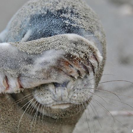 Ferienhaus Geniessen Am Meer Mit Wellnesszugang Egmond aan Zee Buitenkant foto